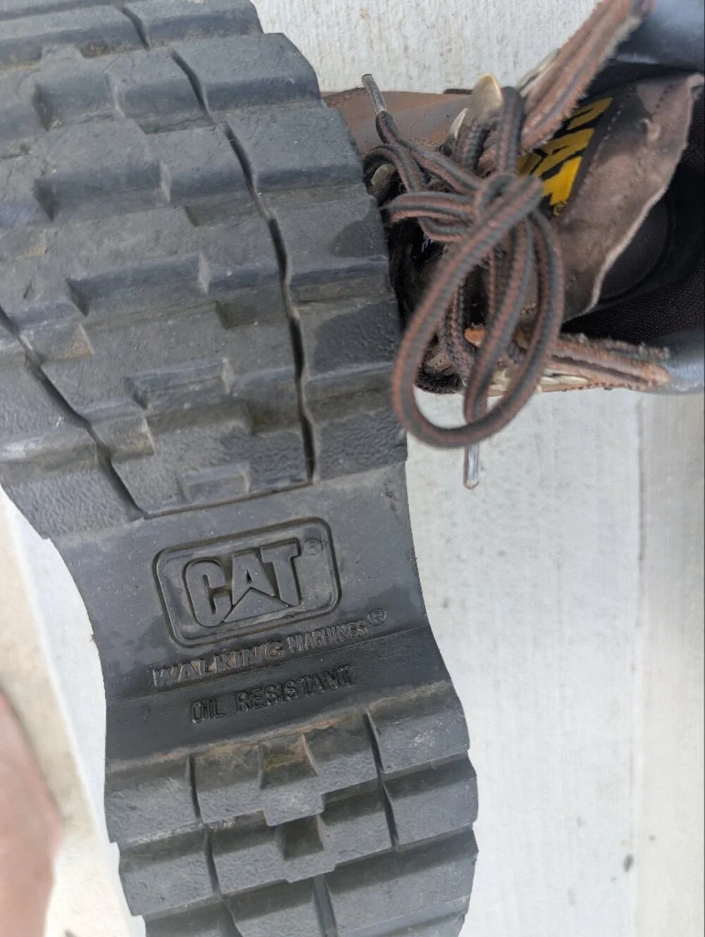 Caterpillar 6